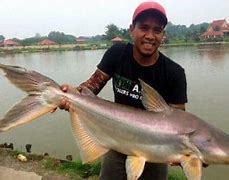 Umpan Ikan Patin Liar Paling Ampuh